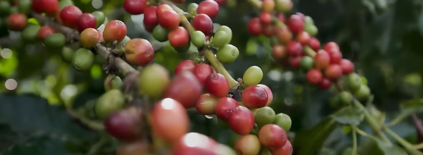 Ripe red coffee cherries on the branch.